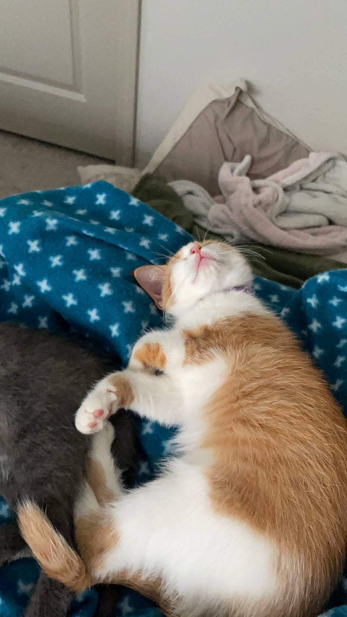 Leia joined the competition — help win amazing prizes! bed, canidae, carnivore, cat, cat_supply, claw, comfort, companion_dog, domestic_short_haired_cat, fawn, felidae, fur, linens, nap, pattern, paw, small_to_medium_sized_cats, tail, textile, whiskers