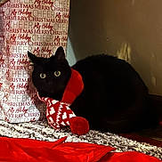 Boo joined the competition — help win amazing prizes! animal, black_cat, bright_eyes, carpet, cat, christmas, cozy, curious, decorations, festive, gift_bag, holiday, holiday_season, indoor, pet, pom_pom, red_scarf, scarf, snuggled, warm