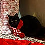 animal, black_cat, bright_eyes, carpet, cat, christmas, cozy, curious, decorations, festive, gift_bag, holiday, holiday_season, indoor, pet, pom_pom, red_scarf, scarf, snuggled, warm