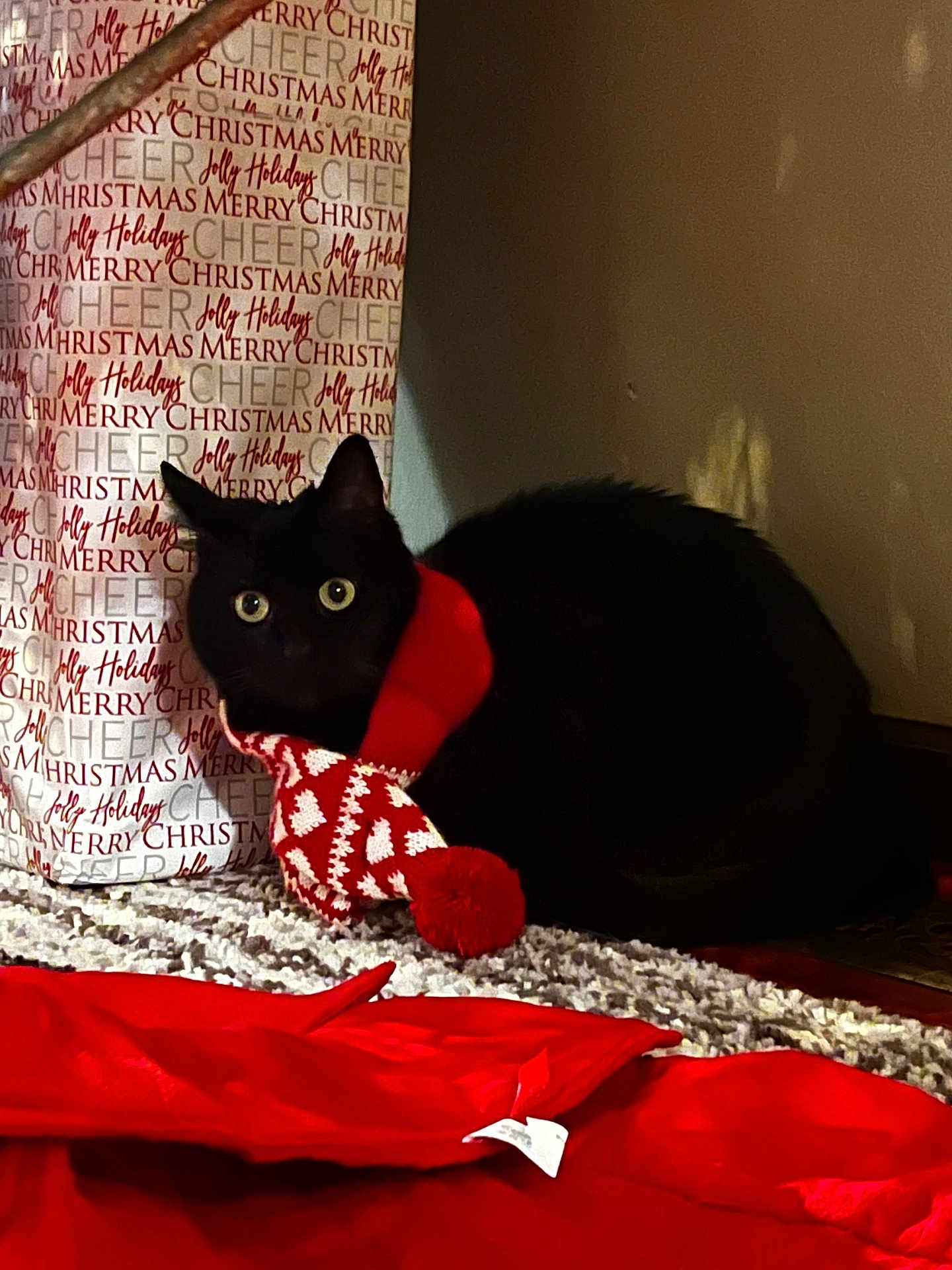 Boo joined the competition — help win amazing prizes! animal, black_cat, bright_eyes, carpet, cat, christmas, cozy, curious, decorations, festive, gift_bag, holiday, holiday_season, indoor, pet, pom_pom, red_scarf, scarf, snuggled, warm