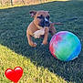 puppy, dog, grass, ball, outdoor, playful, leaping, fence, daylight, sky, brown_dog, white_patch, pet, animal, field, summer, colorful_ball, shadow, cute, leash
