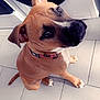 Jaya participe au concours pour gagner de l'argent avec cette photo : dog, pet, brown_coat, black_snout, collar, sitting, floor, tile_floor, washing_machine, home, indoor, curious, looking_up, ears_back, paw, canine, companion, domestic_animal, cute, animal