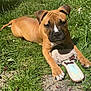 Jaya a rejoint le concours — aidez-le/la à gagner de superbes lots ! dog, puppy, outdoor, grass, sunlight, fence, toy, slipper, pet, chewed, brown_dog, canine, playful, animal, summer, nature, cute, lying_down, paw, chewing