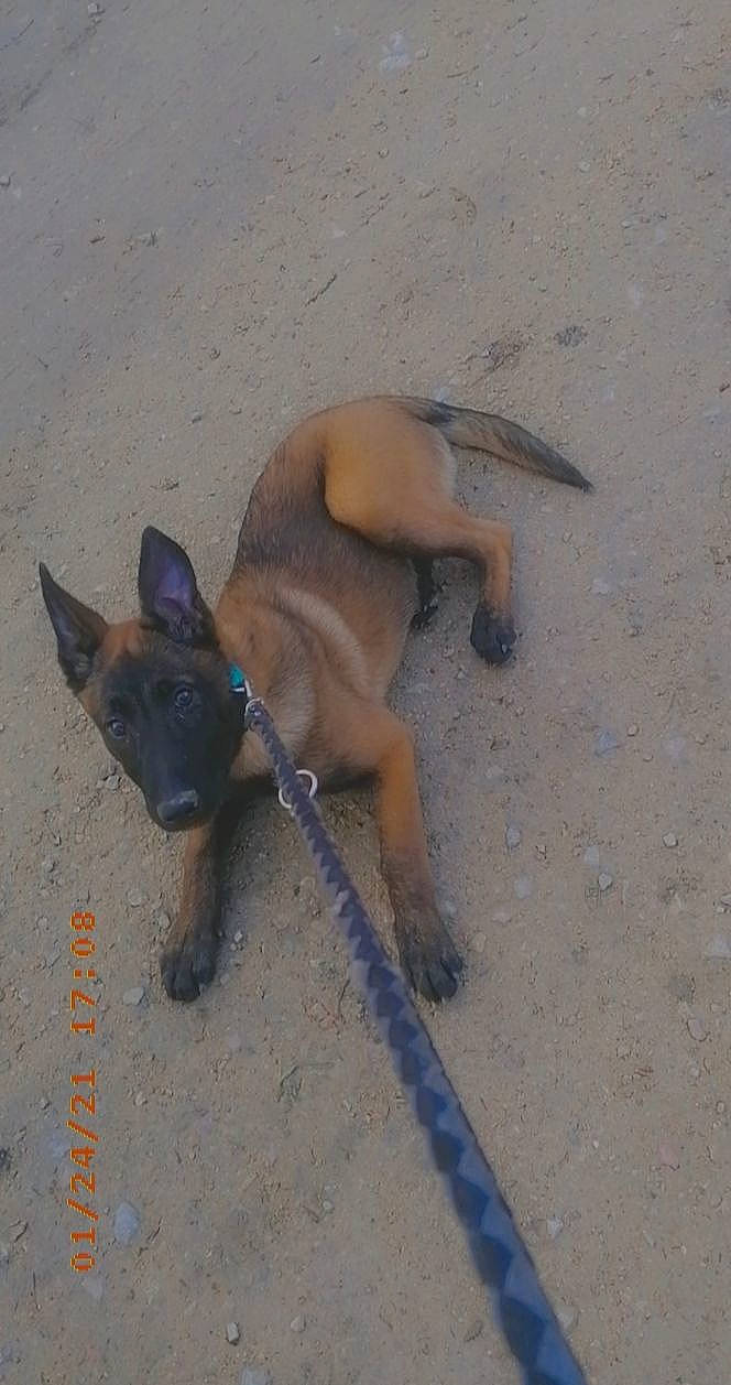 Amnesya a rejoint le concours — aidez-le/la à gagner de superbes lots ! canidae, carnivore, collar, companion_dog, dog, dog_breed, dog_supply, electric_blue, fashion_accessory, fawn, leash, paw, pet_supply, sand, shadow, snout, sporting_group, tail, terrestrial_animal, working_animal