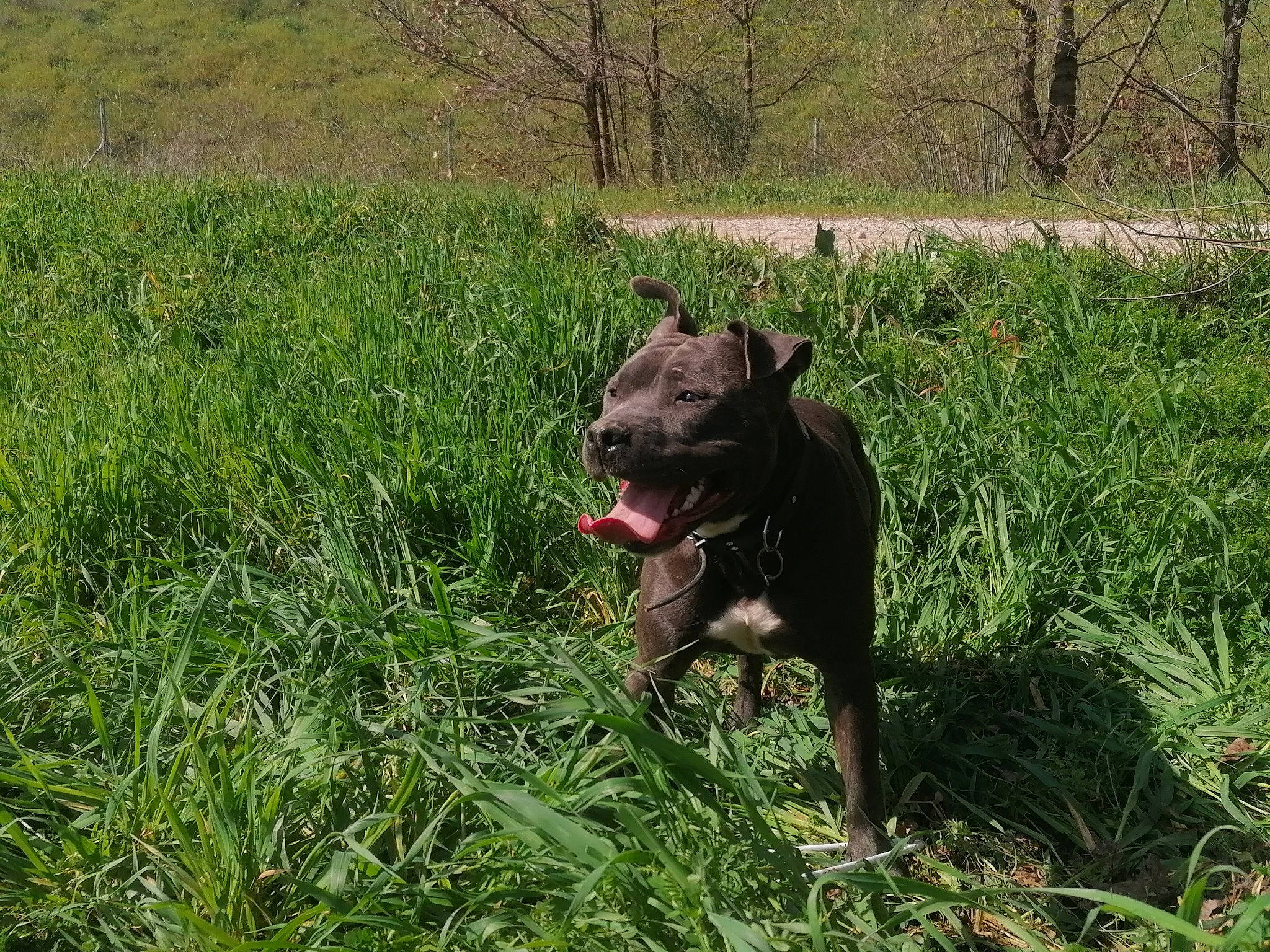 Carnage participe au concours pour gagner de l'argent avec cette photo : borador, carnivore, collar, companion_dog, dog, dog_breed, dog_collar, fawn, grass, grassland, groundcover, plant, snout, sporting_group, tail, terrestrial_animal, tree, vertebrate, whiskers, working_animal