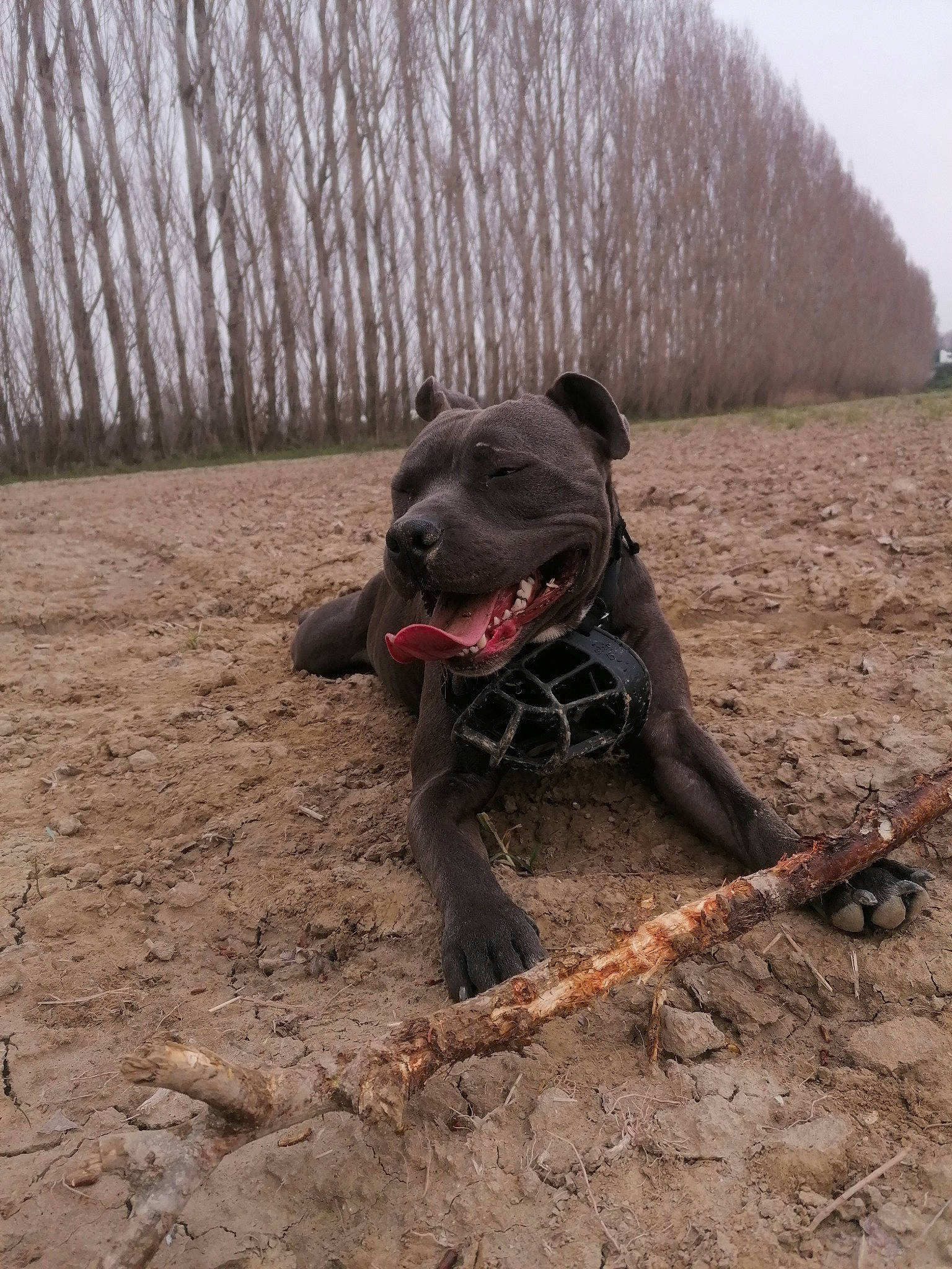 Carnage a rejoint le concours — aidez-le/la à gagner de superbes lots ! adventure, canidae, carnivore, collar, companion_dog, dog, dog_breed, dog_collar, fawn, grass, leash, pet_supply, sky, snout, soil, sporting_group, tail, terrestrial_animal, tree, working_animal