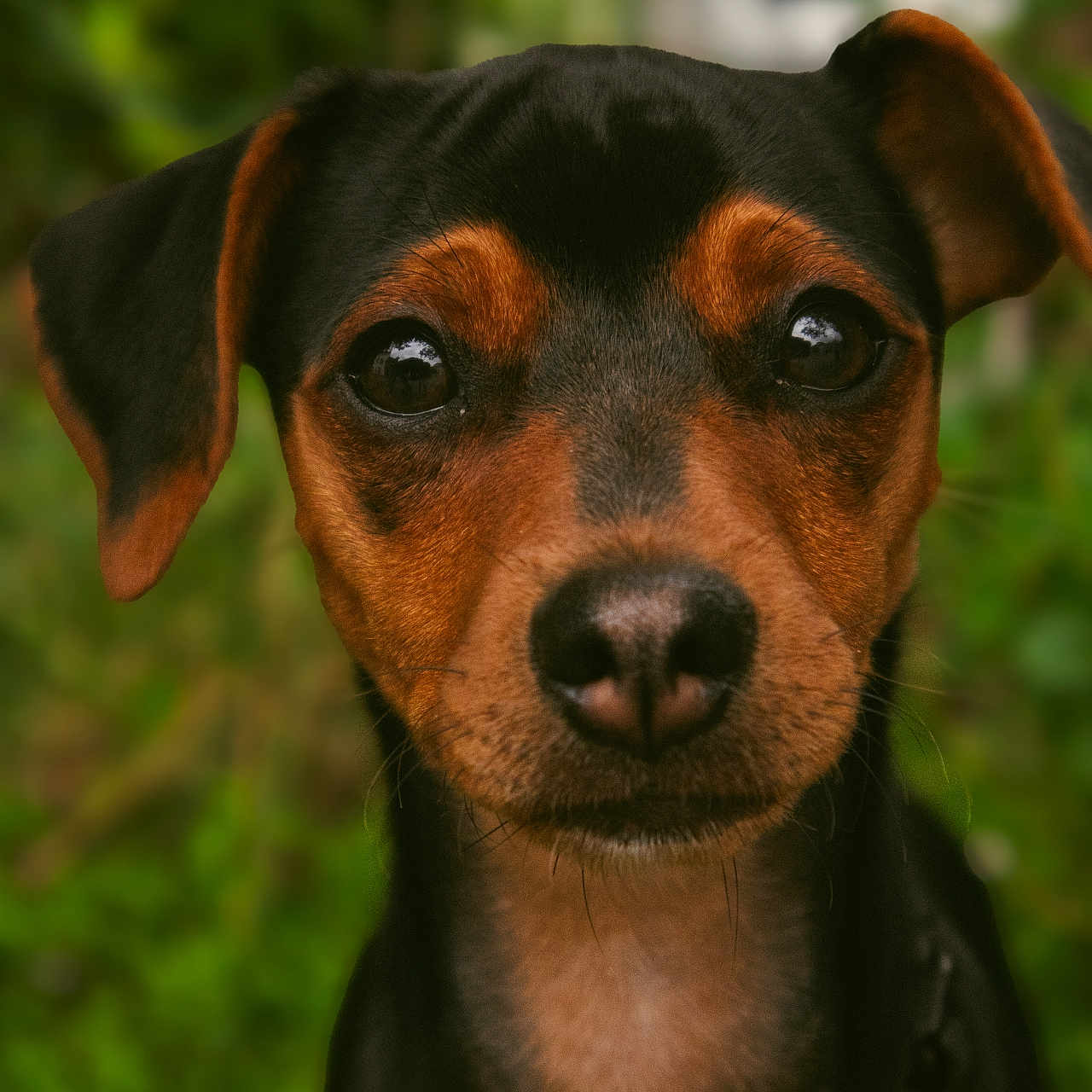 Belle participe au concours pour gagner de l'argent avec cette photo : animal, beagle, bulldog, canine, chihuahua, dog, hound, labradorretriever, pet, pointer, puppy, snout, terrier