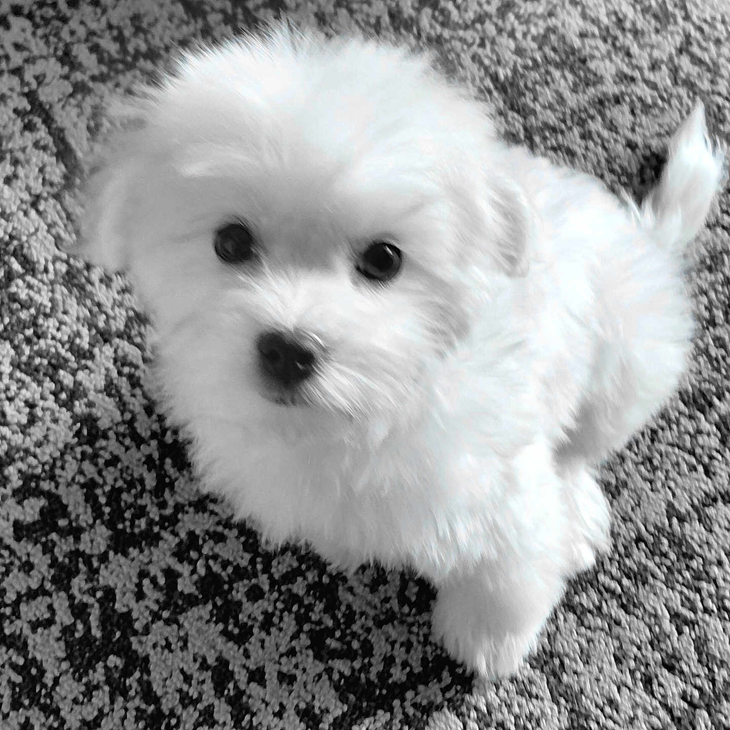 Frankie Rose is registered to the contest to win money with this photo: puppy, dog, white_fur, fluffy, carpet, indoor, pet, cute, animal, small_dog, looking_up, fur, adorable, young_dog, companion, portrait, sitting, black_and_white, curious, friendly