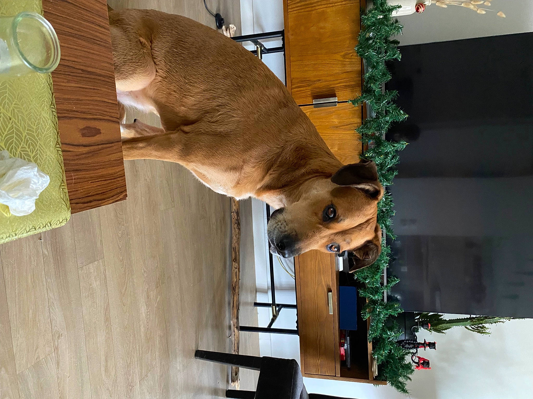 Nala participe au concours pour gagner de l'argent avec cette photo : deer, fawn, marsupial, plant, tail, terrestrial_animal, wildlife, wood, working_animal