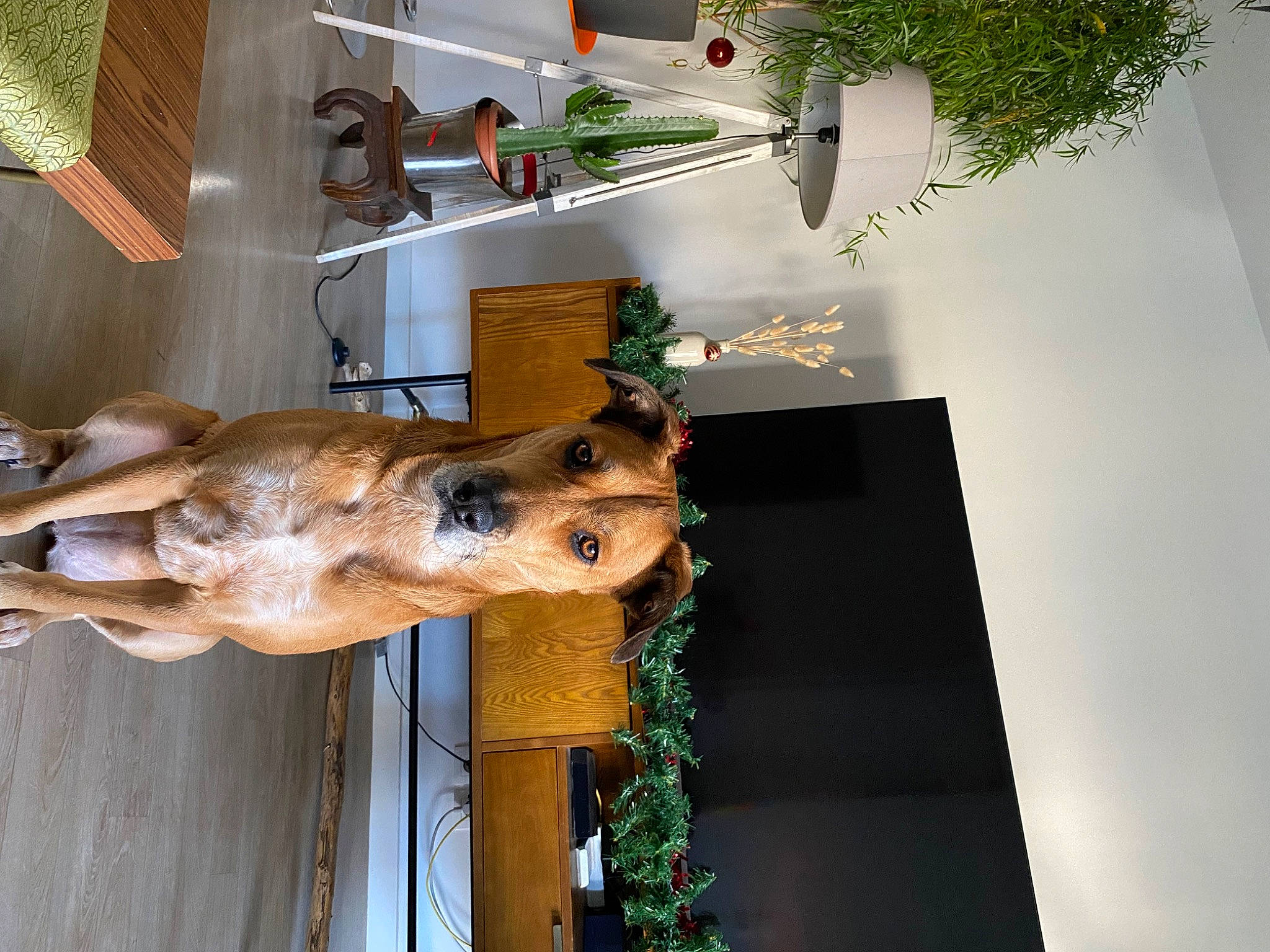 Nala a rejoint le concours — aidez-le/la à gagner de superbes lots ! art, building, canidae, fawn, fur, human_leg, plant, religious_item, room, snout, sporting_group, tree, urban_design, wood, working_animal