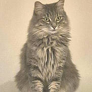 Ella a rejoint le concours — aidez-le/la à gagner de superbes lots ! animal, calm, cat, cute, domestic_animal, ears, eyes, feline, fluffy, fur, gray_cat, indoor, looking_at_camera, mammal, neutral_background, pet, portrait, sitting, tabby, whiskers