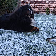 Newtee participe au concours pour gagner de l'argent avec cette photo : animal, backyard, bernese_mountain_dog, brick_wall, canine, cold, daylight, dog, fluffy, fur, garden, grass, laying_down, nature, outdoor, pet, quiet, snow, winter, yard