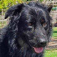 Texas participe au concours pour gagner de l'argent avec cette photo : dog, black_dog, wet_fur, tongue_out, outdoor, greenery, garden, pet, animal, canine, close_up, sunlight, happy, nature, fur, collar, summer, playful, tongue, headshot