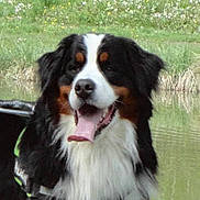 Marley participe au concours pour gagner de l'argent avec cette photo :