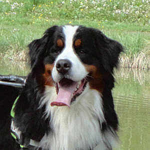Marley