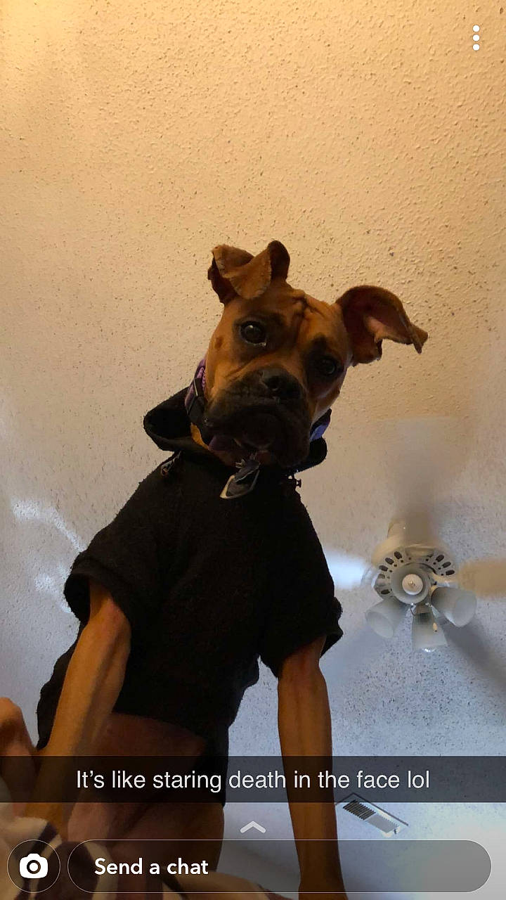 Bella joined the competition — help win amazing prizes! canidae, carnivore, companion_dog, dog, dog_breed, fawn, snout