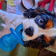 Toscane participe au concours pour gagner de l'argent avec cette photo : canidae, carnivore, companion_dog, dog, dog_breed, electric_blue, eyewear, fur, paw, personal_protective_equipment, plastic, puppy, small_terrier, snout, sporting_group, terrestrial_animal, toy_dog, whiskers