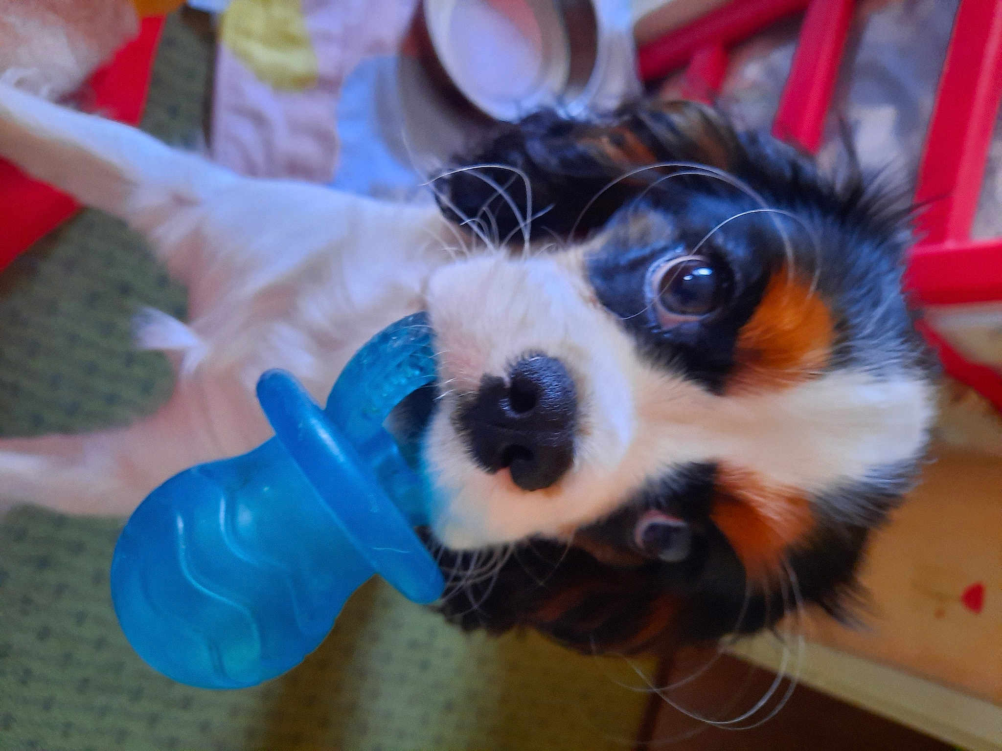 Toscane participe au concours pour gagner de l'argent avec cette photo : canidae, carnivore, companion_dog, dog, dog_breed, electric_blue, eyewear, fur, paw, personal_protective_equipment, plastic, puppy, small_terrier, snout, sporting_group, terrestrial_animal, toy_dog, whiskers