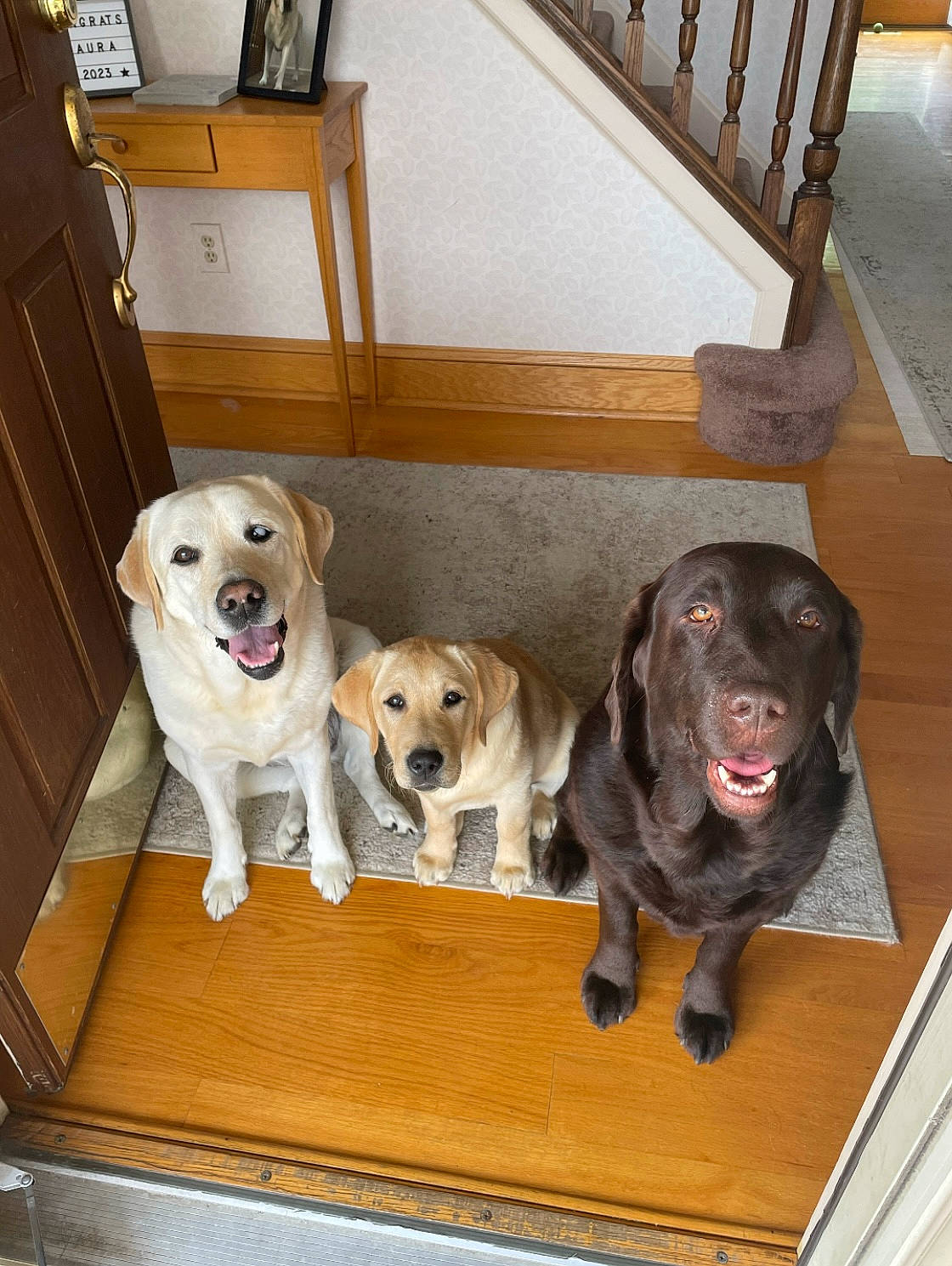 Bella Brandy Bay is registered to the contest to win money with this photo: canidae, carnivore, chair, collar, comfort, companion_dog, dog, dog_breed, dog_collar, dog_supply, fawn, floor, flooring, hardwood, liver, pet_supply, snout, sporting_group, wood, working_animal