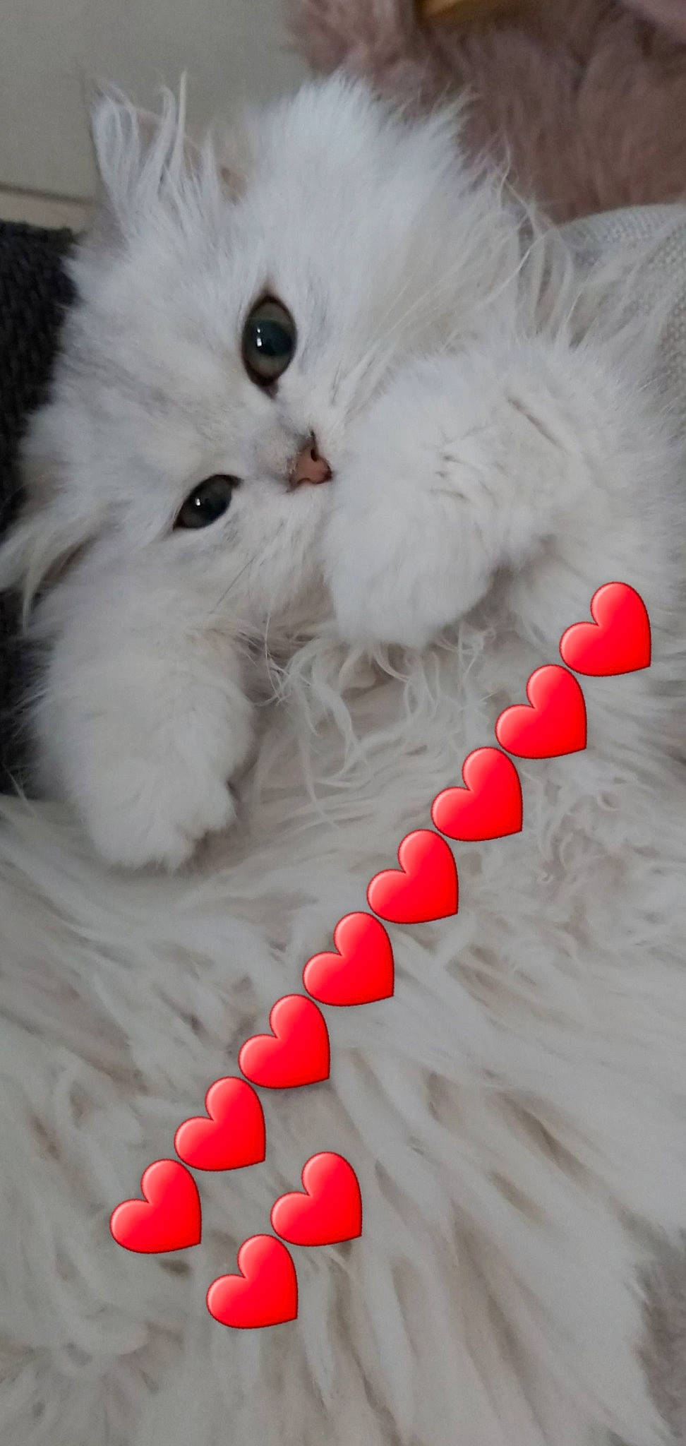 Nïa participe au concours pour gagner de l'argent avec cette photo : british_longhair, carnivore, cat, domestic_long_haired_cat, felidae, kitten, paw, persian, ragamuffin, ragdoll, small_to_medium_sized_cats, tail, turkish_angora, whiskers