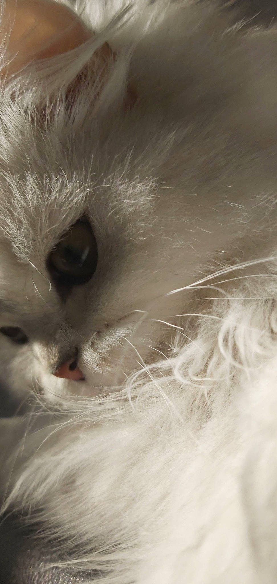 Nïa a rejoint le concours — aidez-le/la à gagner de superbes lots ! asian_semi_longhair, british_longhair, british_semi_longhair, carnivore, cat, close_up, domestic_long_haired_cat, eye, felidae, fur, iris, mammal, nose, persian, ragdoll, small_to_medium_sized_cats, snout, turkish_angora, whiskers