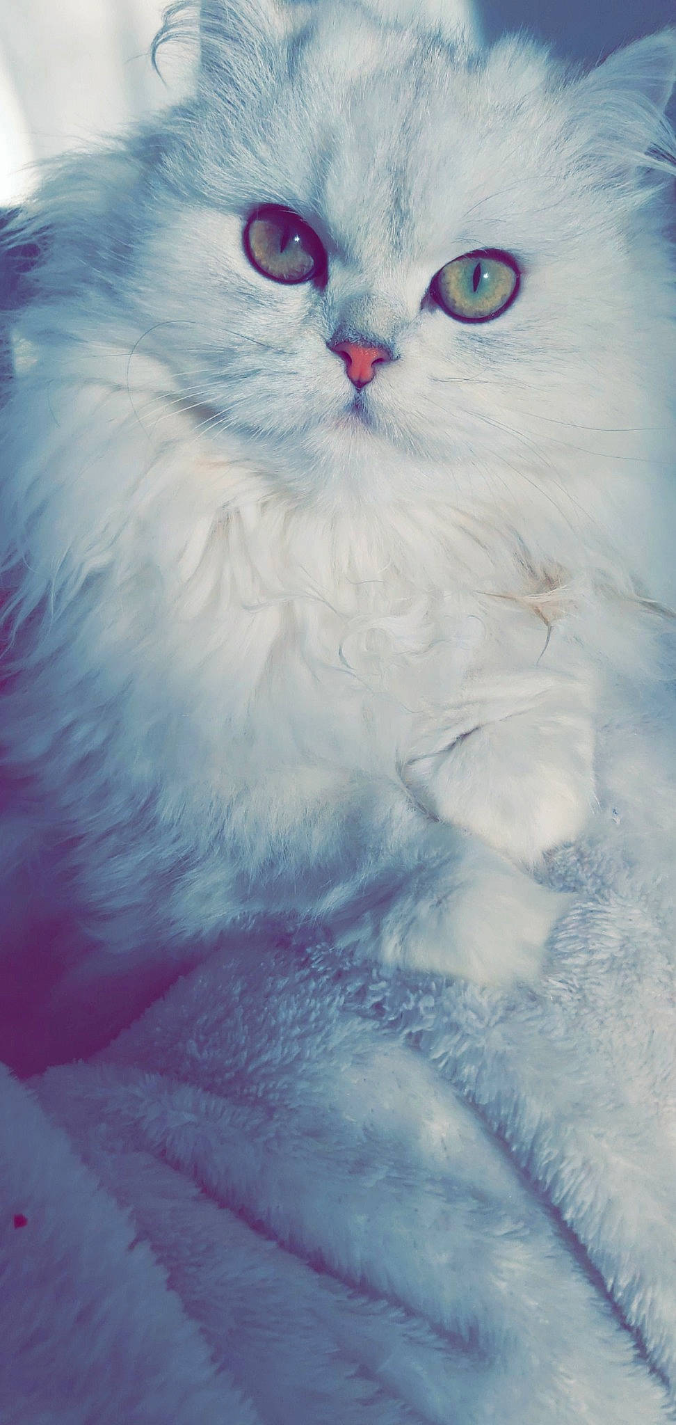 Nïa participe au concours pour gagner de l'argent avec cette photo : asian_semi_longhair, british_longhair, british_semi_longhair, carnivore, cat, domestic_long_haired_cat, eye, felidae, fur, kitten, ojos_azules, persian, ragamuffin, ragdoll, siberian, small_to_medium_sized_cats, turkish_angora, whiskers