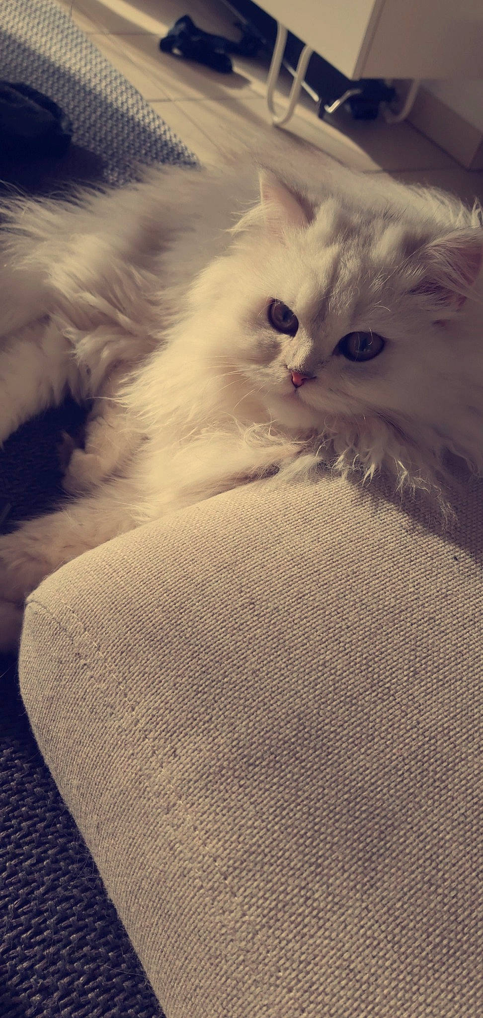 Nïa a rejoint le concours — aidez-le/la à gagner de superbes lots ! asian_semi_longhair, british_longhair, british_semi_longhair, carnivore, cat, cloud, domestic_long_haired_cat, eye, felidae, fur, kitten, persian, ragamuffin, ragdoll, sky, small_to_medium_sized_cats, turkish_angora, whiskers