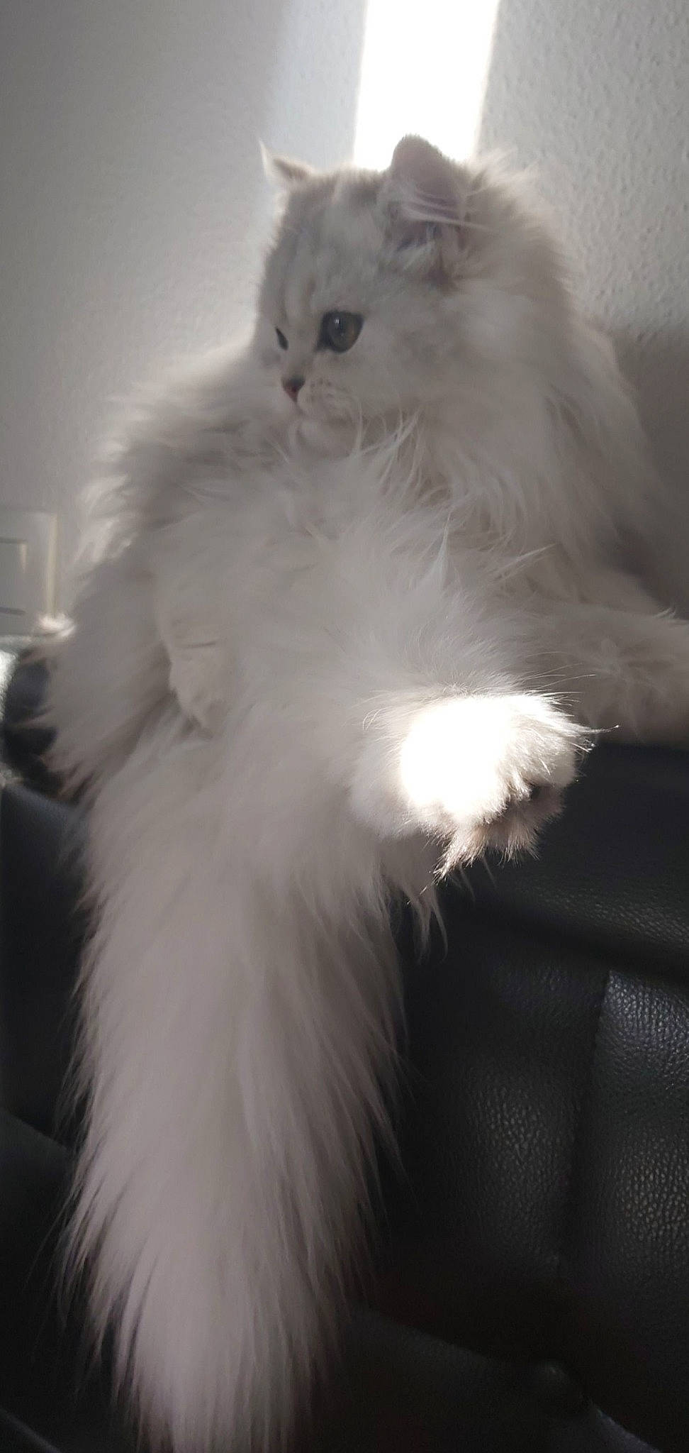 Nïa a rejoint le concours — aidez-le/la à gagner de superbes lots ! asian_semi_longhair, black_and_white, british_longhair, british_semi_longhair, carnivore, cat, domestic_long_haired_cat, eye, felidae, fur, mammal, norwegian_forest_cat, persian, ragamuffin, ragdoll, small_to_medium_sized_cats, turkish_angora, vertebrate, whiskers, white