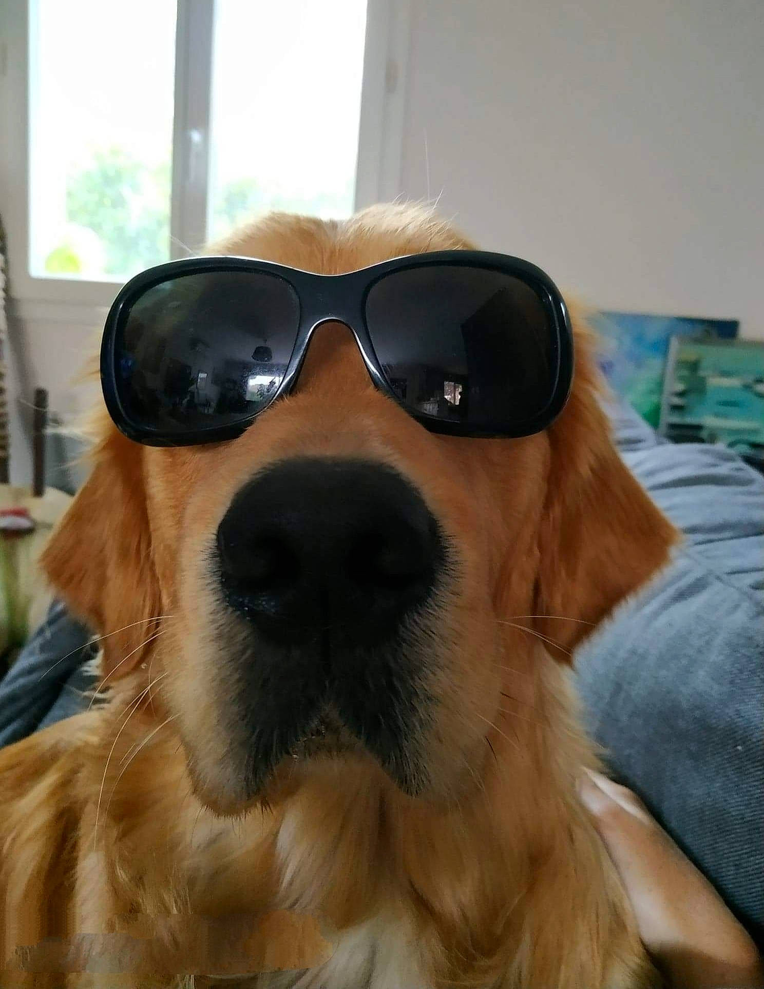 Obi-wan participe au concours pour gagner de l'argent avec cette photo : canidae, carnivore, companion_dog, dog, dog_breed, ear, eyewear, fawn, fur, glasses, goggles, gun_dog, head, liver, snout, sporting_group, sunglasses, vision_care, whiskers, window