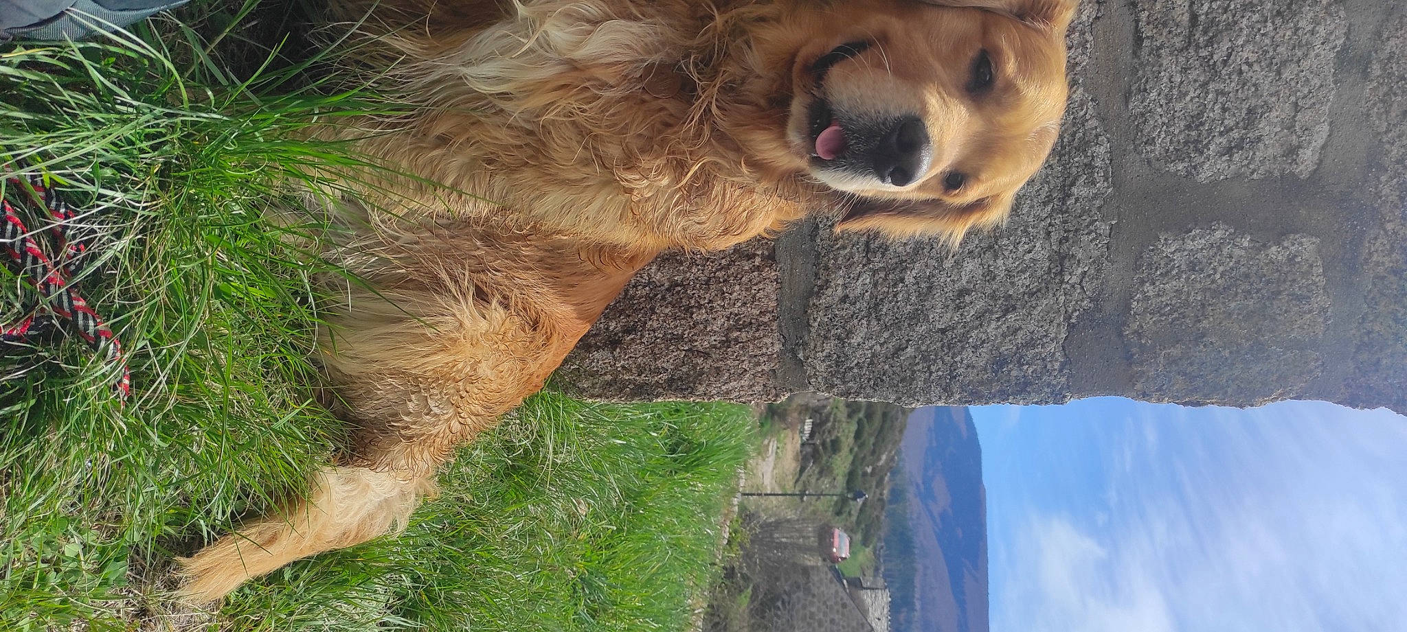 Obi-wan a rejoint le concours — aidez-le/la à gagner de superbes lots ! canidae, carnivore, cloud, companion_dog, dog, dog_breed, fawn, fur, grass, lion, liver, plant, sky, snout, terrestrial_animal, tree, trunk, whiskers, wood, working_animal