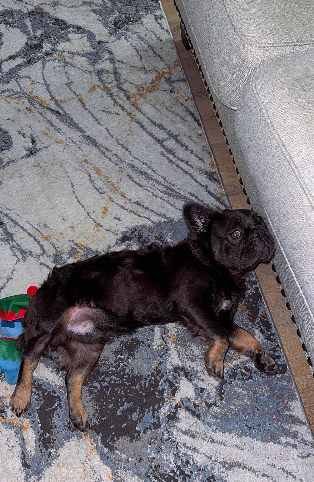 Diego joined the competition — help win amazing prizes! dog, black_dog, french_bulldog, pet, rug, carpet, couch, sofa, living_room, hardwood_floor, toy, lying_down, belly, paws, ears, fur, side_eye, relaxed, cheek_against_sofa, home_interior