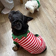Diego is registered to the contest to win money with this photo: dog, dogs, pet, pets, black_dog, white_dog, striped_outfit, elf_costume, holiday_costume, red_and_white_stripes, green_collar, sitting, indoor, hardwood_floor, wooden_floor, paw, person_leg, sock, close_up, festive
