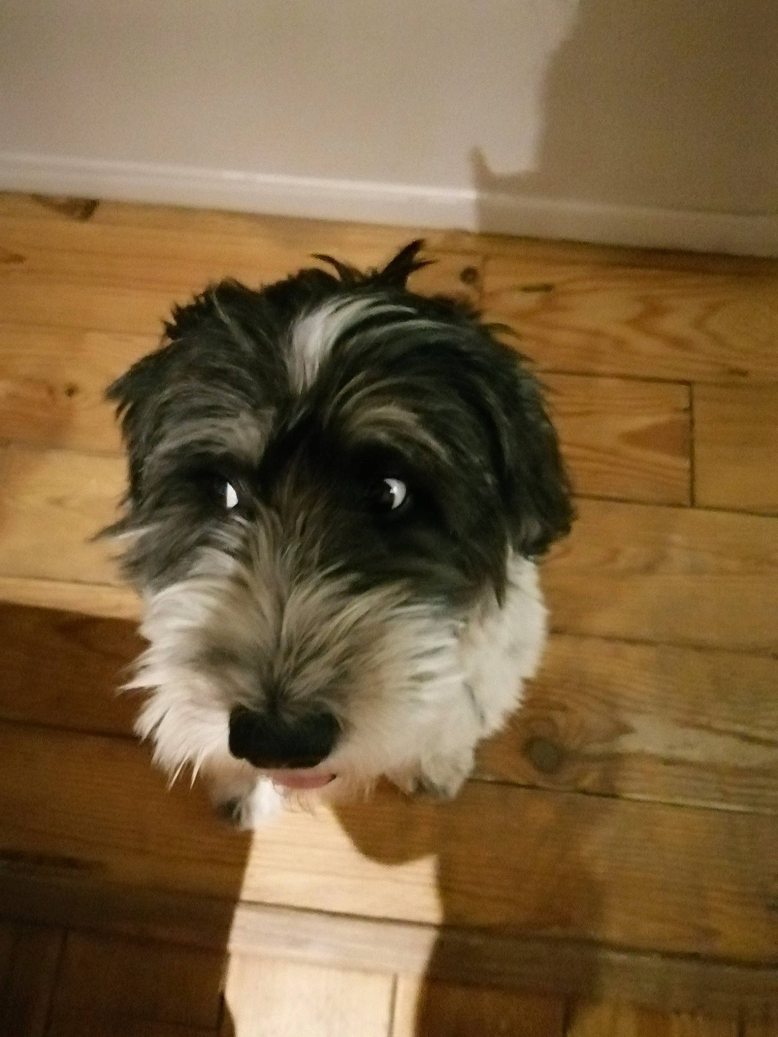 Norton participe au concours pour gagner de l'argent avec cette photo : biewer_terrier, canidae, carnivore, companion_dog, dog, dog_breed, flooring, hardwood, liver, maltepoo, small_terrier, snout, sporting_group, terrier, toy_dog, varnish, wood, wood_flooring, wood_stain, working_animal