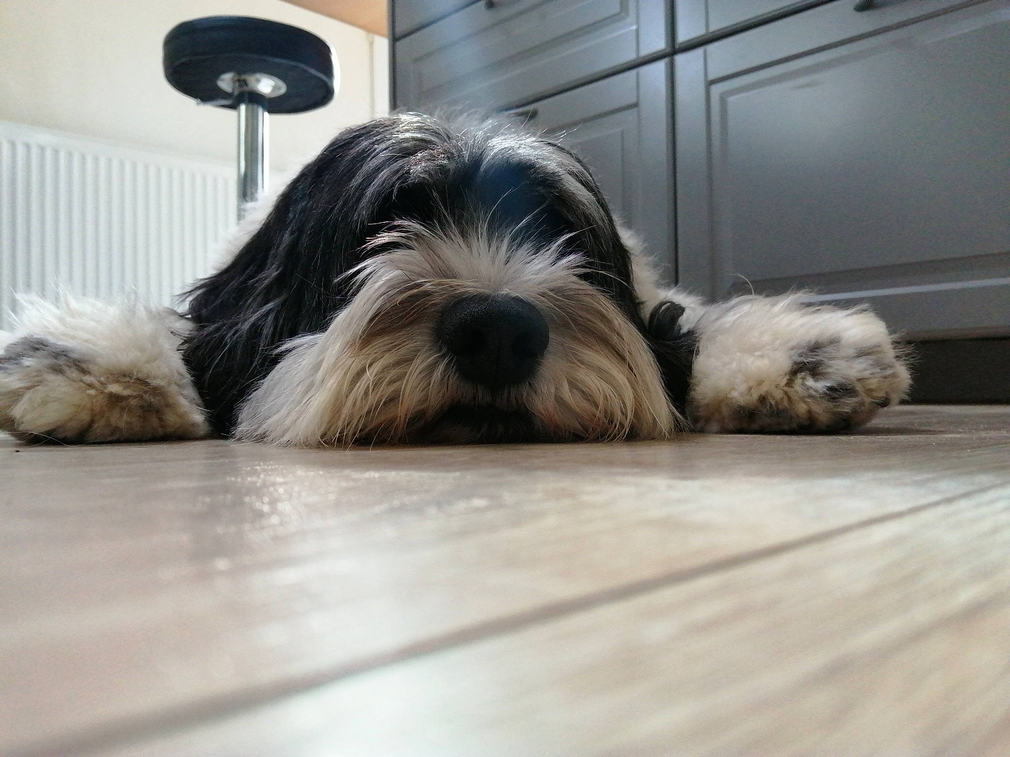 Norton participe au concours pour gagner de l'argent avec cette photo : canidae, carnivore, companion_dog, dog, dog_breed, dog_supply, flooring, fur, hardwood, liver, puppy, small_terrier, snout, sporting_group, terrier, toy_dog, wood, wood_flooring, working_animal, yorkipoo