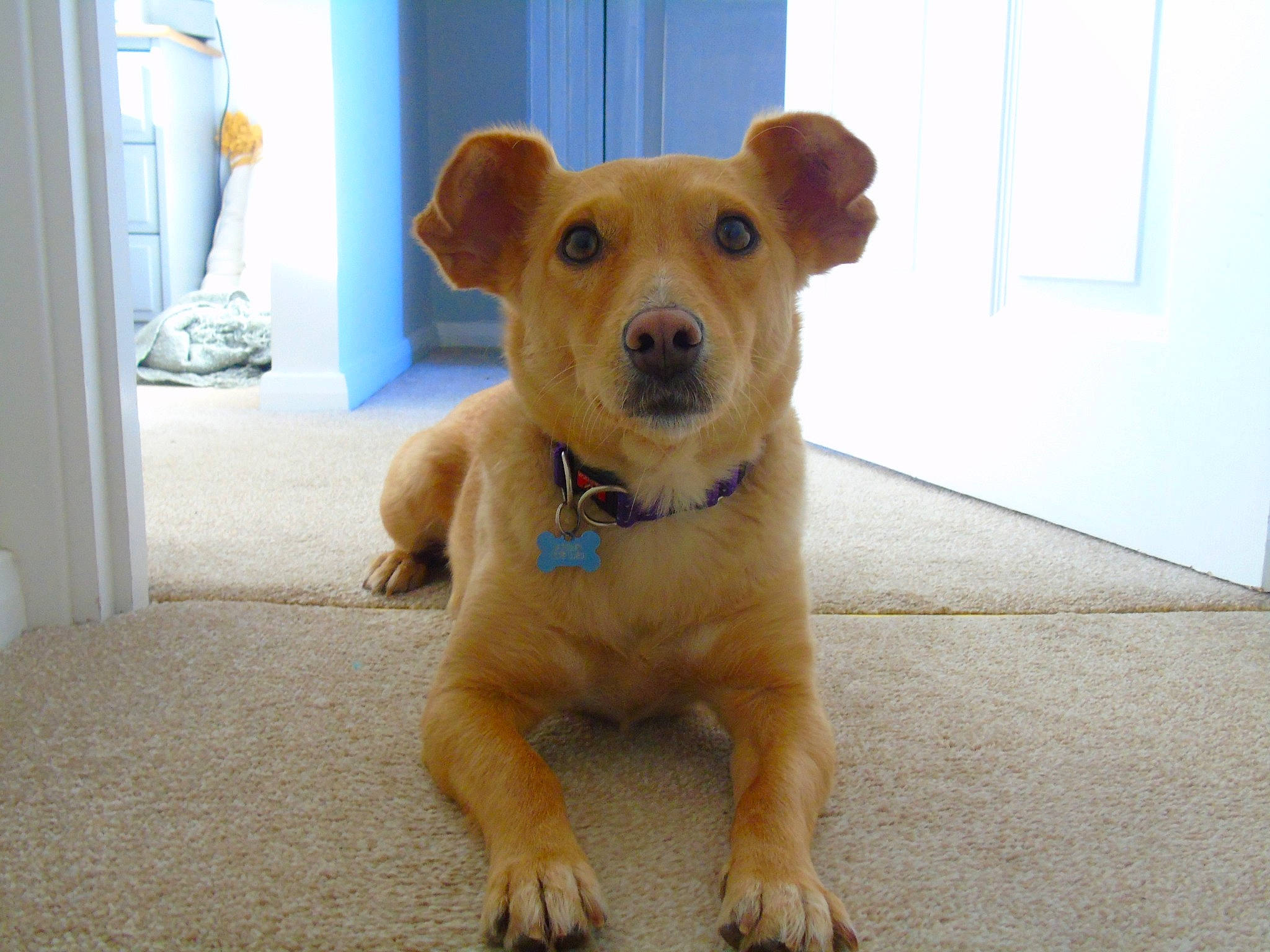 Halle is registered to the contest to win money with this photo: canidae, carnivore, collar, companion_dog, curtain, dog, dog_breed, fawn, flooring, fur, houseplant, paw, pet_supply, puppy, snout, sporting_group, tail, whiskers, wood, working_animal