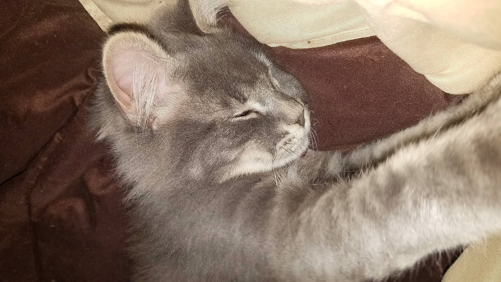 Pip is registered to the contest to win money with this photo: asian, british_shorthair, carnivore, cat, domestic_short_haired_cat, ear, felidae, fur, kitten, nebelung, norwegian_forest_cat, small_to_medium_sized_cats, snout, tabby_cat, whiskers
