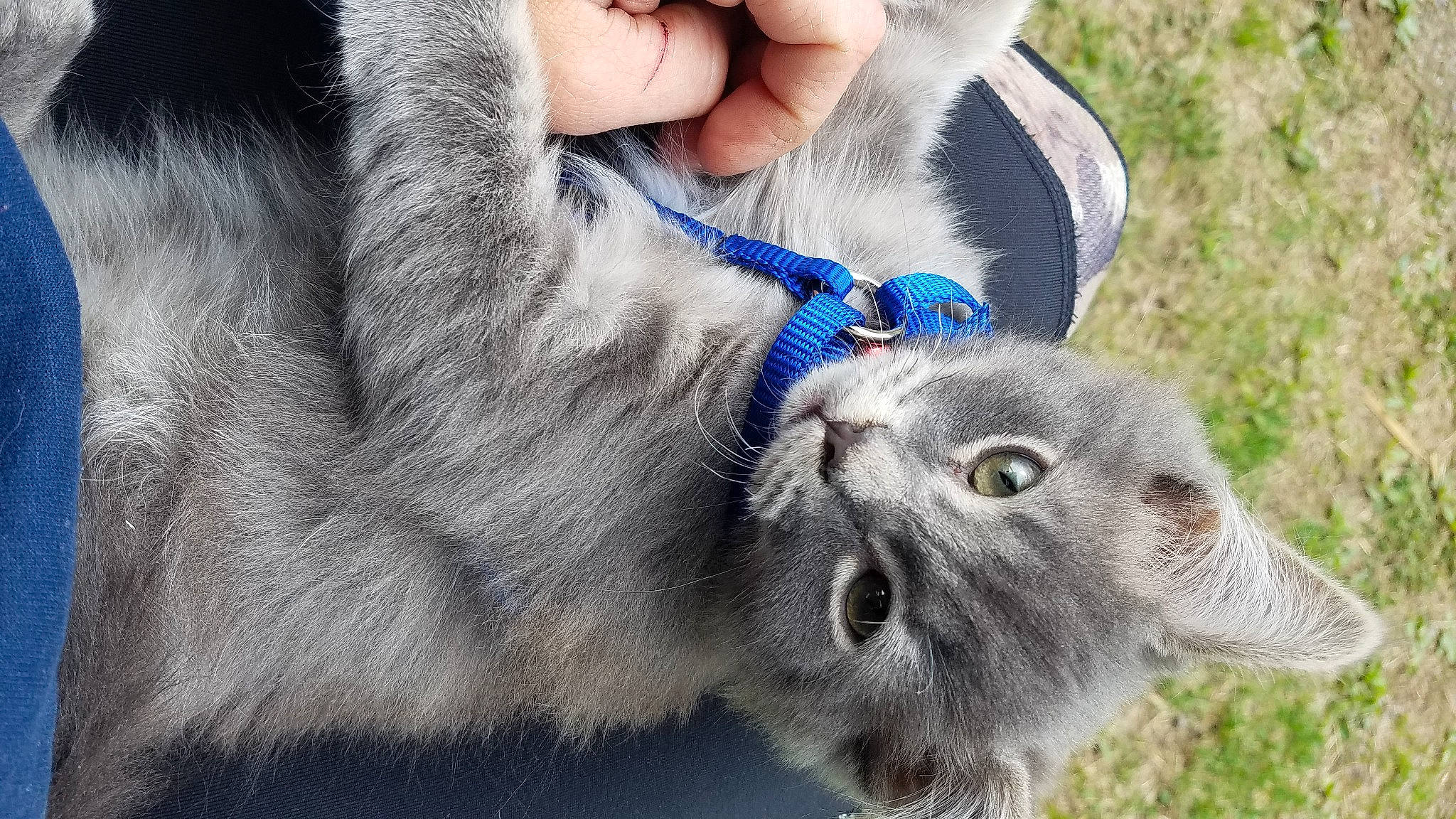 Pip
