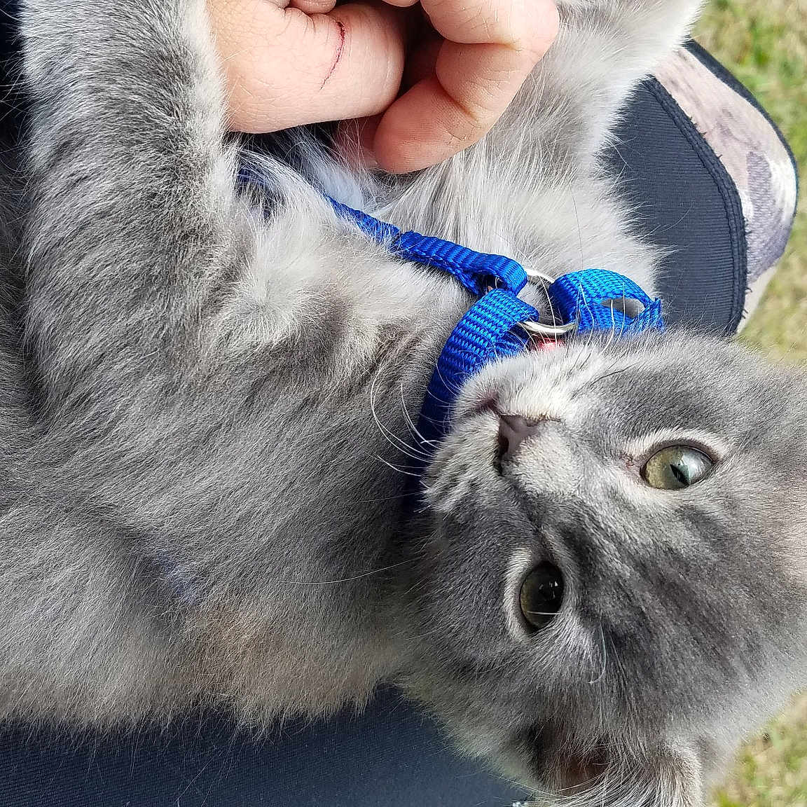 Pip