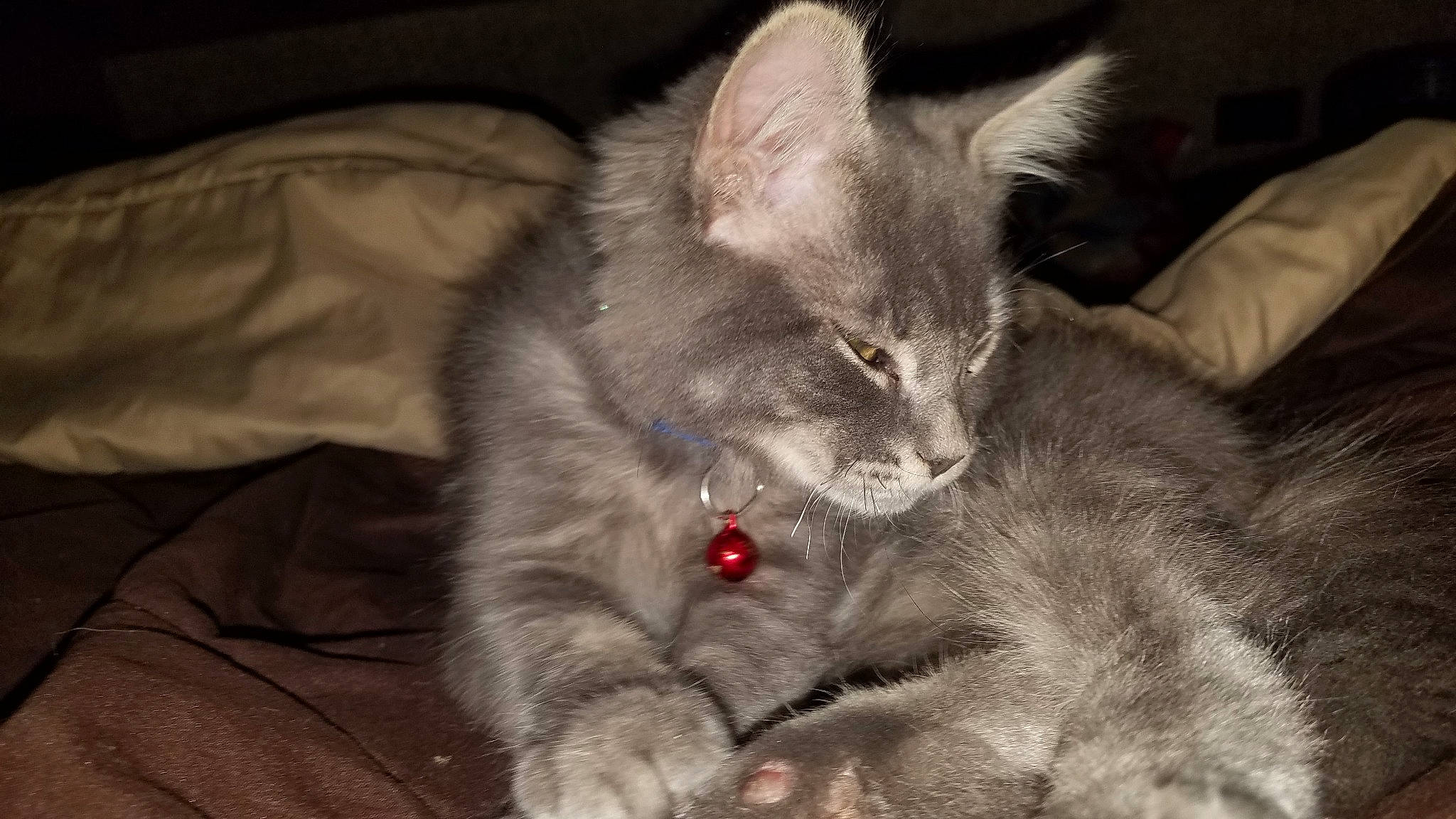 Pip joined the competition — help win amazing prizes! asian, asian_semi_longhair, british_semi_longhair, carnivore, cat, claw, domestic_long_haired_cat, domestic_short_haired_cat, felidae, fur, kitten, mammal, nebelung, norwegian_forest_cat, siberian, small_to_medium_sized_cats, snout, tabby_cat, vertebrate, whiskers