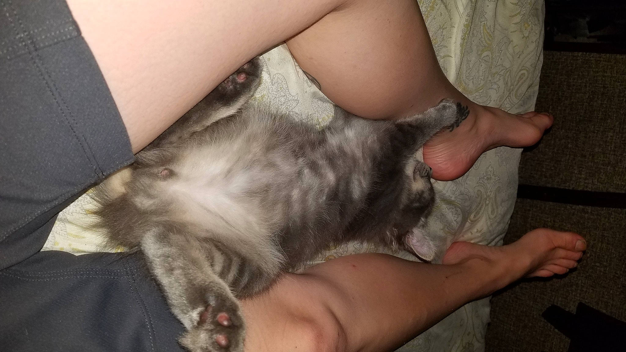 Pip joined the competition — help win amazing prizes! hand, leg, neck, sporting_group