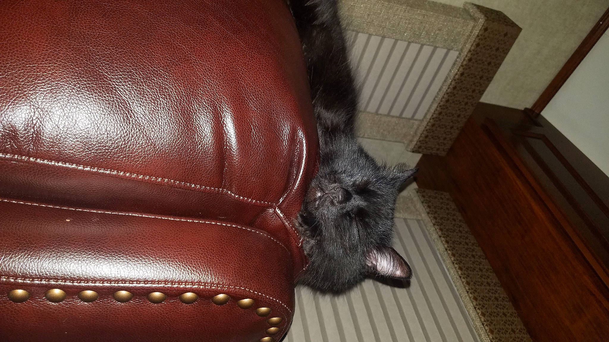 Joejoe is registered to the contest to win money with this photo: cat, couch, fur, furniture, leather, snout, whiskers