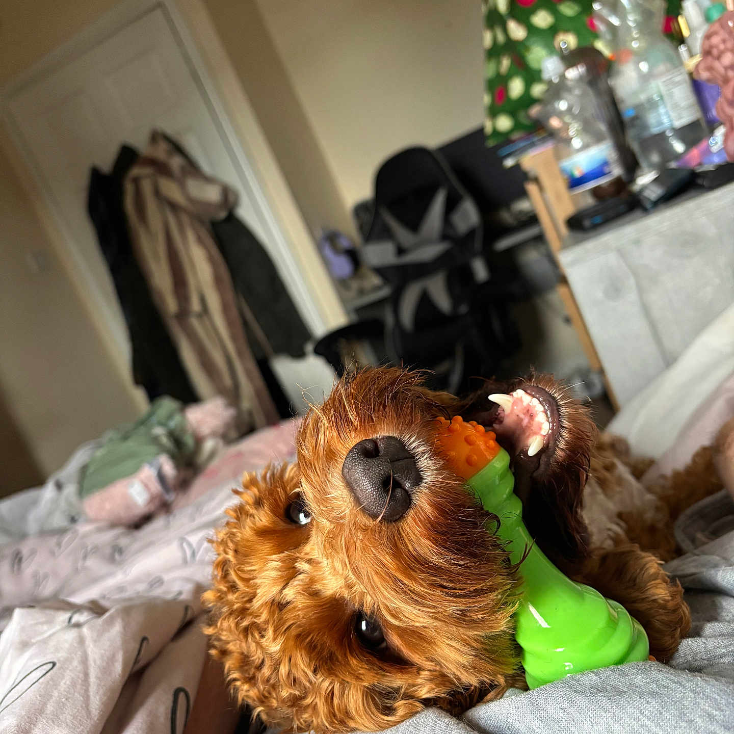 Bella joined the competition — help win amazing prizes! animal, bed, blanket, bottle, chair, coat, comfort, curly_hair, dog, door, fur, furniture, indoor, mouth, pet, playful, relaxed, room, teeth, toy