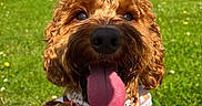Bella is registered to the contest to win money with this photo: animal, bandana, canine, close_up, curly_hair, dog, field, grass, greenery, happy, leash, nature, outdoor, pet, pink_harness, playful, portrait, summer, sunny, tongue_out