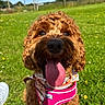 Bella is registered to the contest to win money with this photo: dog, canine, pet, curly_hair, tongue_out, pink_harness, bandana, grass, outdoor, sunny, happy, close_up, animal, nature, summer, playful, greenery, field, leash, portrait