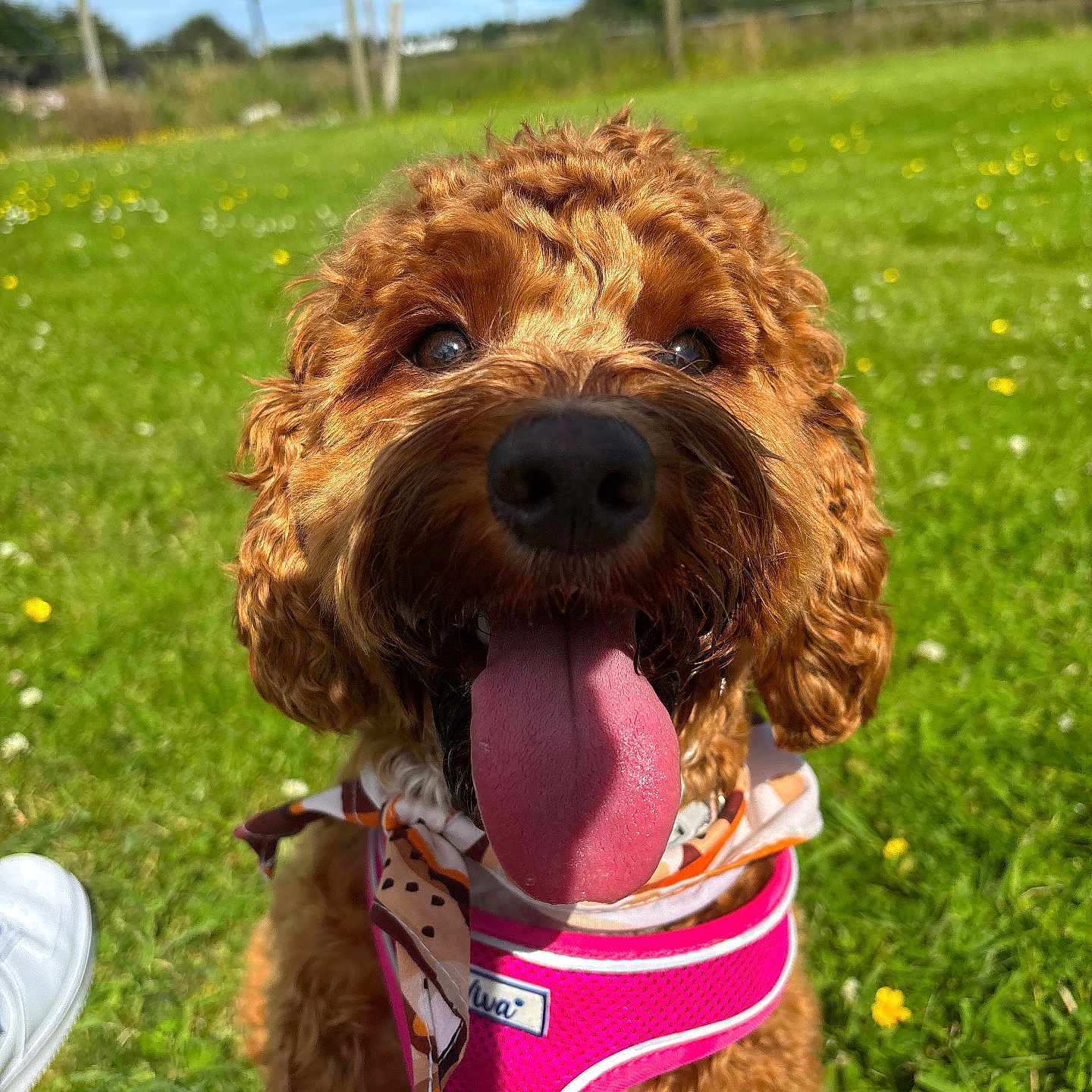 Bella