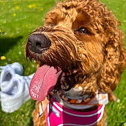 Bella joined the competition — help win amazing prizes! dog, curly_hair, tongue_out, pink_harness, grass, sunlight, outdoor, pet, canine, close_up, happy, summer, nature, animal, muzzle, fur, nose, daylight, background_blur, tongue