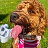 dog, curly_hair, tongue_out, pink_harness, grass, sunlight, outdoor, pet, canine, close_up, happy, summer, nature, animal, muzzle, fur, nose, daylight, background_blur, tongue
