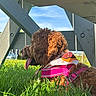 Bella joined the competition — help win amazing prizes! dog, grass, outdoor, sunlight, blue_sky, wooden_structure, harness, bandana, pet, summer, nature, animal, canine, tongue_out, relaxing, greenery, daylight, fur, playful, resting