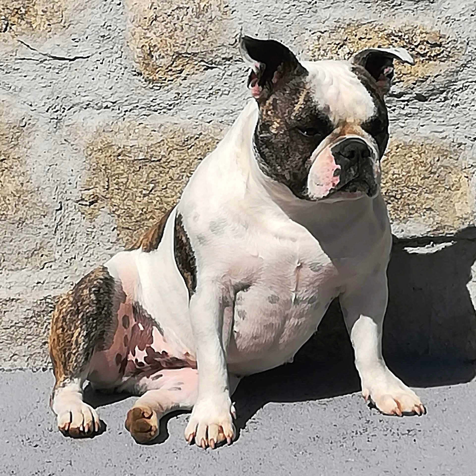 Lola a rejoint le concours — aidez-le/la à gagner de superbes lots ! animal, bulldog, canine, companion, daylight, dog, ears, expression, fur, mammal, outdoor, paw, pet, resting, shadow, sitting, snout, stone_wall, sunlight, texture