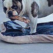 Lola participe au concours pour gagner de l'argent avec cette photo : bulldog, dog, pet, chew_toy, dog_bed, indoor, floor, tile_floor, metal_chair, animal, mammal, canine, white_dog, brown_spots, standing, close_up, domestic_animal, companion, playful, cute